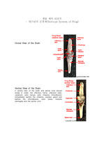 [영문] 개구리의 신경계