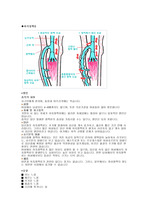[성인간호학,정형외과] 하지정맥류