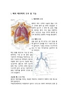 폐의 해부 생리 구조 및 기능