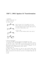 [생물학] DNA ligation & Transformation