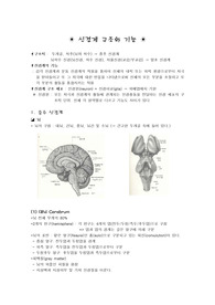 [성인간호학] 신경계 구조와 기능