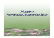 [세포 분리] FACS의 원리 (fluorescence activated cell sorter)