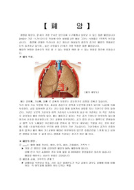 [폐암]폐암
