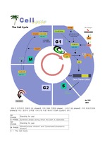 [세포주기]Cell cycle mechanism