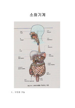[간호과]소화기계 구조와 기능
