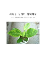 [환경]사람을 살리는 실내식물