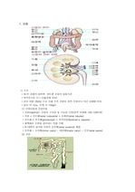[간호]비뇨기계의 해부생리