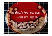 Bacillus cereus 미생물 발표ppt