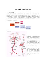 [간호학]신경계 구조와 기능