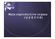 [의학]Malereproductiveorgans.ppt