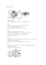 [성인간호학]눈의 구조와 기능, 귀의 구조와 기능 정리