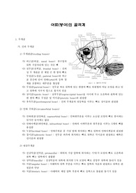[비교해부학] 어류(붕어)의 골격계