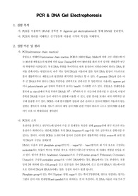 [생화학실험]PCR &amp; DNA Gel Electrophoresis