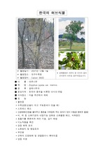 아로마테라피 - 한국의 허브식물 종류와 특징