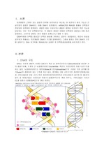 DNA복제와 단백질 합성