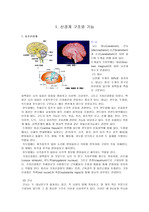 신경계 구조와 기능