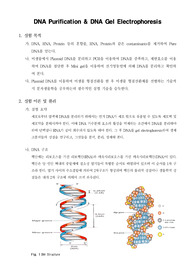 [생화학실험]DNA purification &amp; DNA Gel Electrophoresis