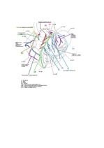 관상동맥의 구조 및 명칭