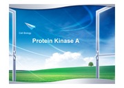 protein kinase A