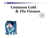 common cold & flu viruses(PPT)