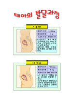 태아발달과정-사진첨부