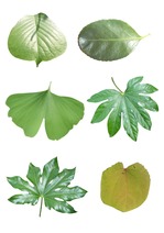 [나뭇잎 컷 자료] 나뭇잎 사진, 나뭇잎 그림, 나뭇잎프로젝트, 나무프로젝트, 가을프로젝트, 잎프로젝트, 식물, 나뭇잎 꾸미기, 나뭇잎 도안