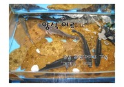 양식어류 우럭 광어 의 양식 방법 과정 유통과정