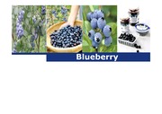 블루베리(blueberry)의 기능성 개별인증 및 논문