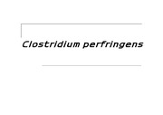 미생물독소학-Clostridium perfringens ppt
