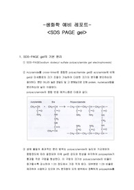 생화학(SDS gel) 예비 레포트