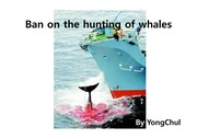 Ban on the hunting of whales