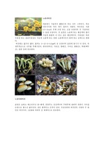독버섯종류