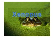 Xenopus