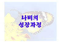 나비의 성정과정