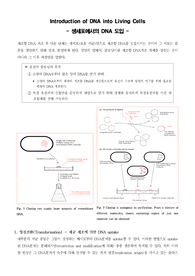 [분자생물학]Introduction of DNA into Living Cells