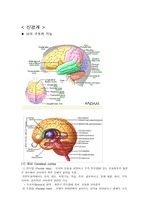 신경계구조와 ICH