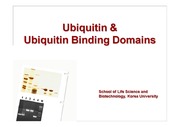 Ubiquitin & Ubiquitin Binding Domains