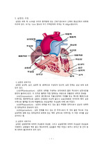 [간호학]심장의구조와기능