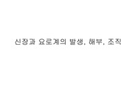 신장과 요로계의 발생, 해부, 조직