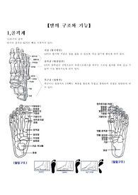 발의 골격계, 근육계, 신경계