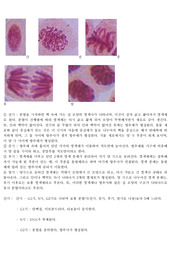 체세포분열