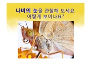 [나비프로젝트] 나비의 겹눈