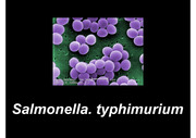 살모넬라(Salmonella)의 특징과 감염증세