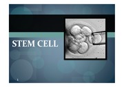stem cell에 대하여