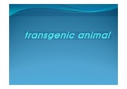 transgenic animal