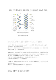 DNA와 RNA의 구조와 DNA는 이중가닥, RNA는 단일가닥인 이유 (double strand DNA, single strand RNA)