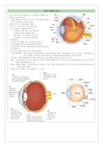 눈의 구조와 기능 및 눈의 건강사정법