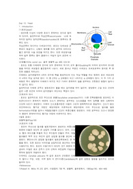 일반생물학 및 실험 레포트 - 효모 yeast 관찰