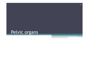 Pelvic organs