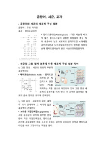 곰팡이와 세균의 세포벽 구성 성분 차이, 세균의 그람 염색 분류에 따른 세포벽 구성성분 차이, 내생포자와 외생포자의 차이